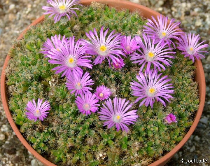 Trichodiadema densum P1060156